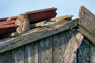 BUITEN BEELD Foto: 329887