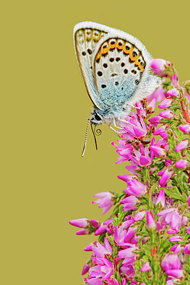 BUITEN BEELD Foto: 329891