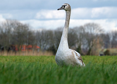 BUITEN BEELD Foto: 329930