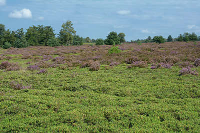 BUITEN BEELD Foto: 329944
