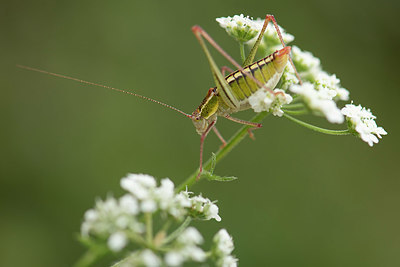 BUITEN BEELD Foto: 330003