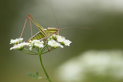 BUITEN BEELD Foto: 330004