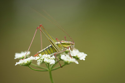 BUITEN BEELD Foto: 330005