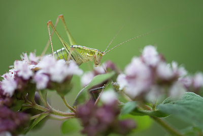 BUITEN BEELD Foto: 330006