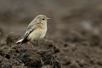 BUITEN BEELD Foto: 330069
