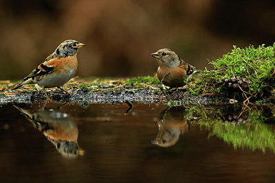 BUITEN BEELD Foto: 330071