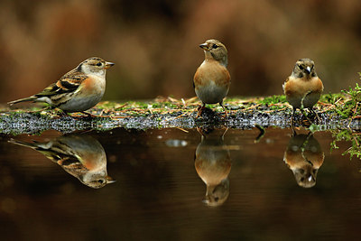 BUITEN BEELD Foto: 330072