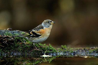 BUITEN BEELD Foto: 330074