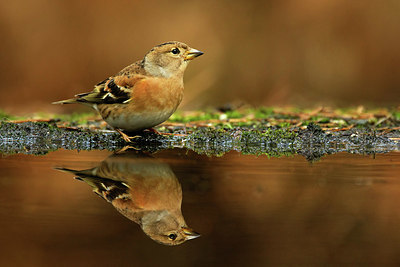 BUITEN BEELD Foto: 330075