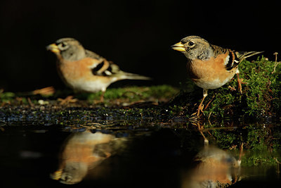 BUITEN BEELD Foto: 330077