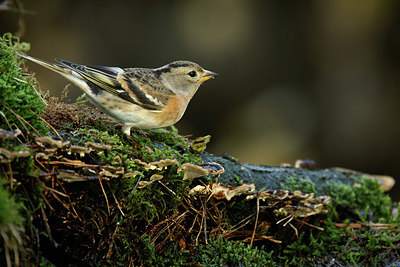 BUITEN BEELD Foto: 330078