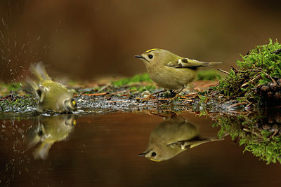 BUITEN BEELD Foto: 330087
