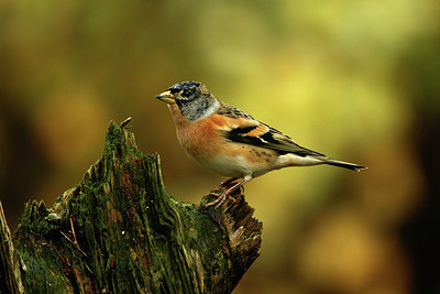BUITEN BEELD Foto: 330090