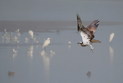 BUITEN BEELD Foto: 330100