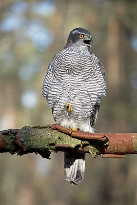 BUITEN BEELD Foto: 330113