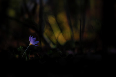 BUITEN BEELD Foto: 330129