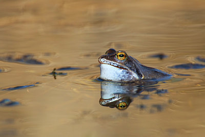 BUITEN BEELD Foto: 330203