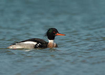 BUITEN BEELD Foto: 330205