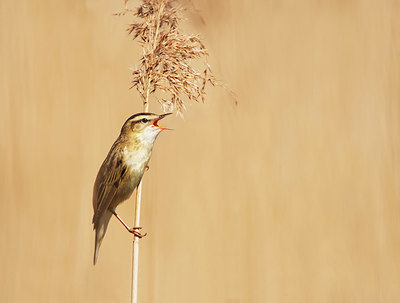 BUITEN BEELD Foto: 330209