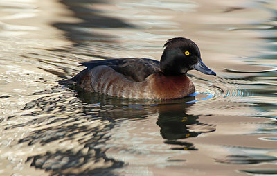 BUITEN BEELD Foto: 330282