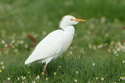 BUITEN BEELD Foto: 330284