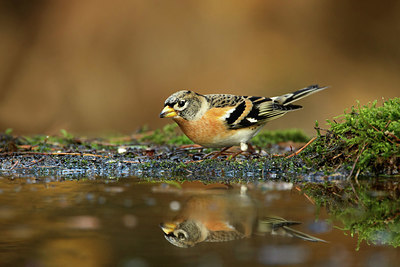 BUITEN BEELD Foto: 330320