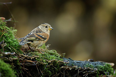 BUITEN BEELD Foto: 330322