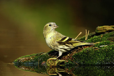 BUITEN BEELD Foto: 330325