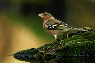 BUITEN BEELD Foto: 330329