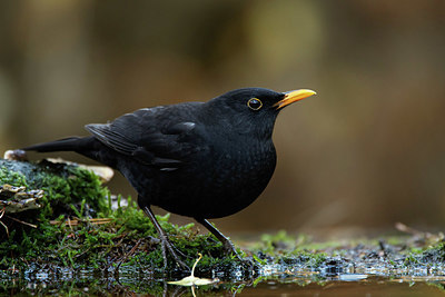 BUITEN BEELD Foto: 330337