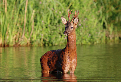 BUITEN BEELD Foto: 330344