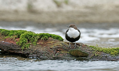 BUITEN BEELD Foto: 330353