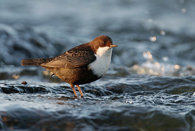 BUITEN BEELD Foto: 330357