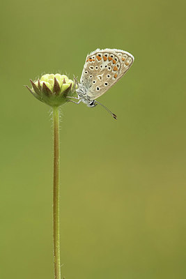 BUITEN BEELD Foto: 330365