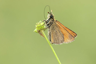 BUITEN BEELD Foto: 330385