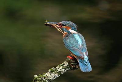BUITEN BEELD Foto: 330390
