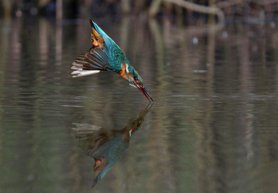 BUITEN BEELD Foto: 330393
