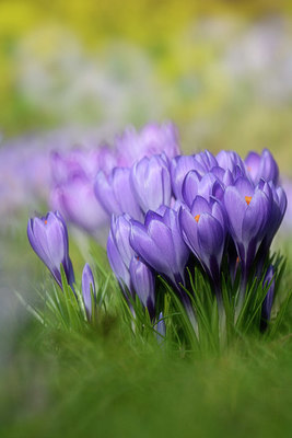 BUITEN BEELD Foto: 330400