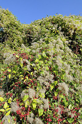 BUITEN BEELD Foto: 330406