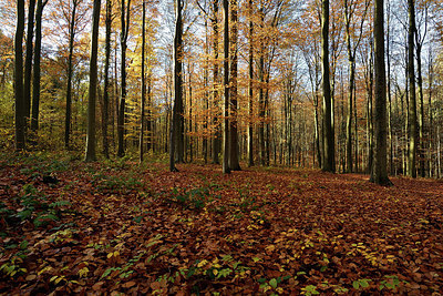 BUITEN BEELD Foto: 330418