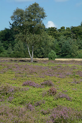 BUITEN BEELD Foto: 330431