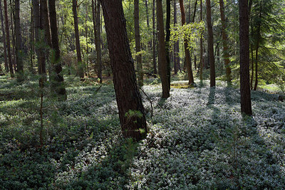 BUITEN BEELD Foto: 330435