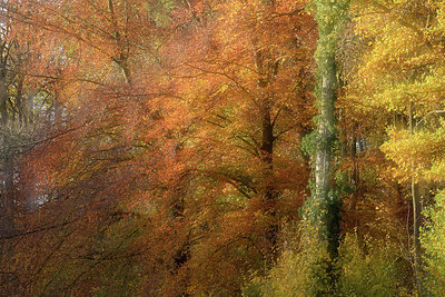 BUITEN BEELD Foto: 330454