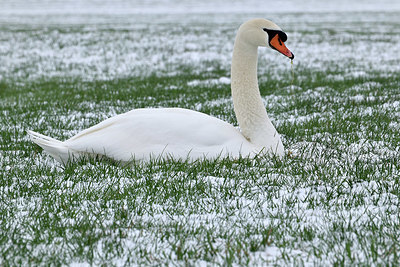 BUITEN BEELD Foto: 330460