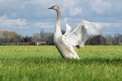 BUITEN BEELD Foto: 330492