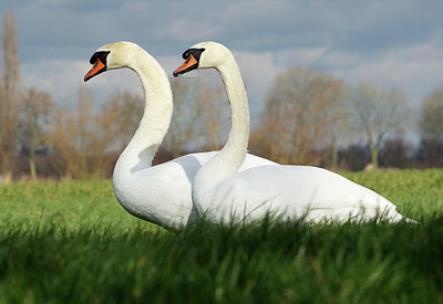 BUITEN BEELD Foto: 330493