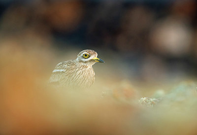 BUITEN BEELD Foto: 330566