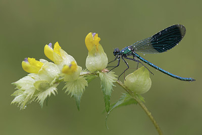 BUITEN BEELD Foto: 330575
