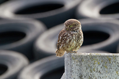 BUITEN BEELD Foto: 330580