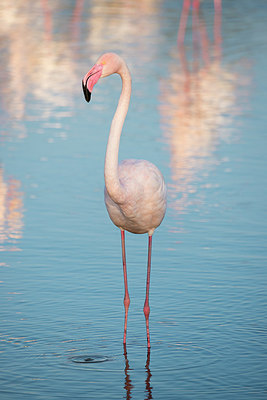 BUITEN BEELD Foto: 330650